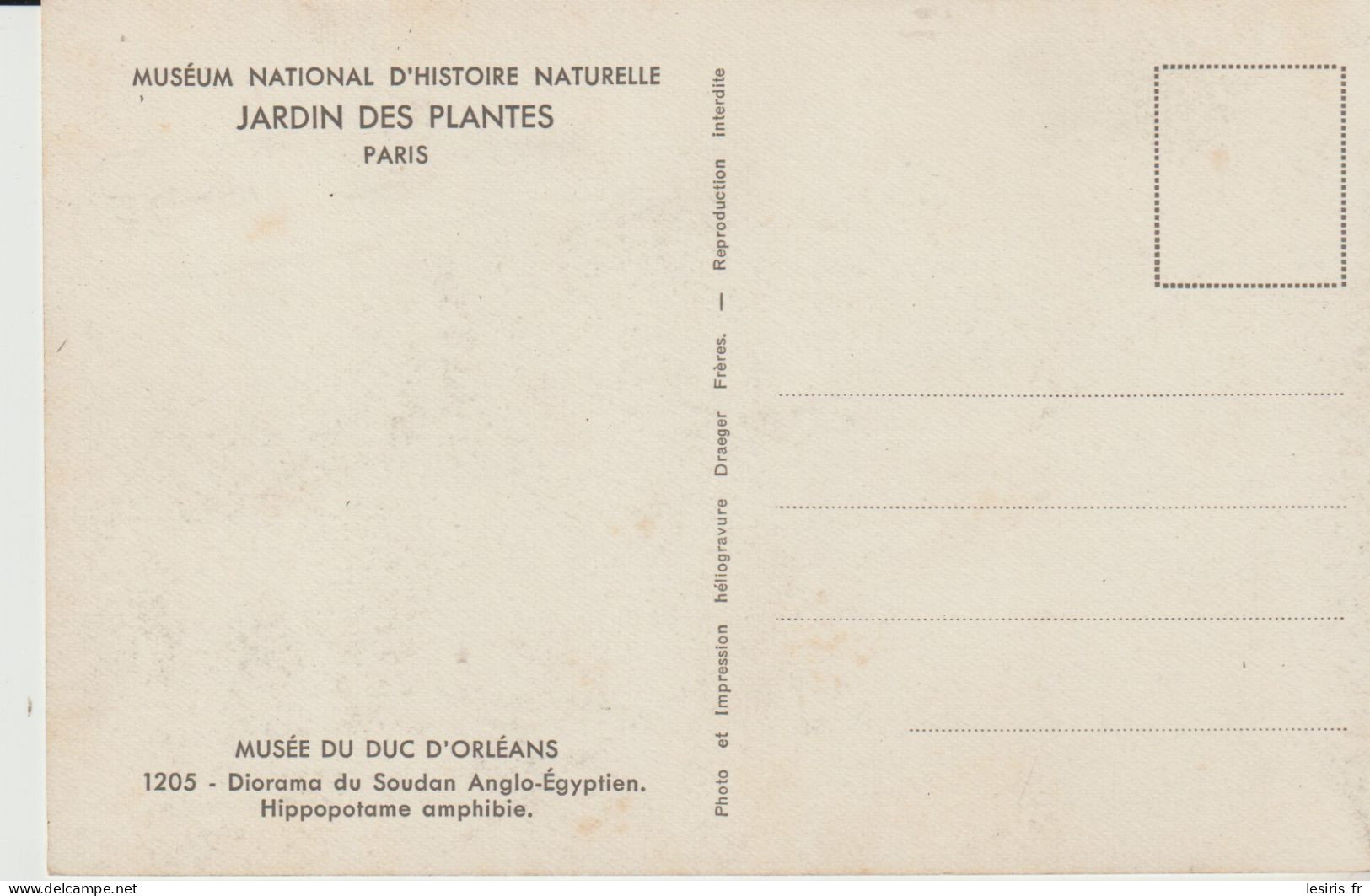 C.P. - DIORAMA DU SOUDAN ANGLO EGYPTIEN - HIPPOPOTAME AMPHIBIE - 1205 - MUSEE DU DUC D'ORLEANS - JARDIN DES PLANTES - PA - Ippopotami