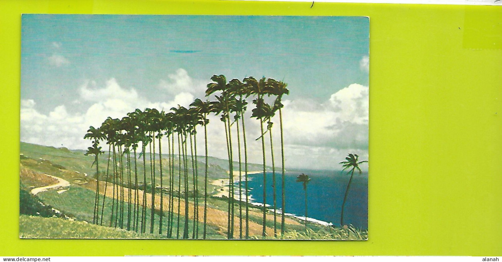 Cabbage Palms Barbados - Barbados