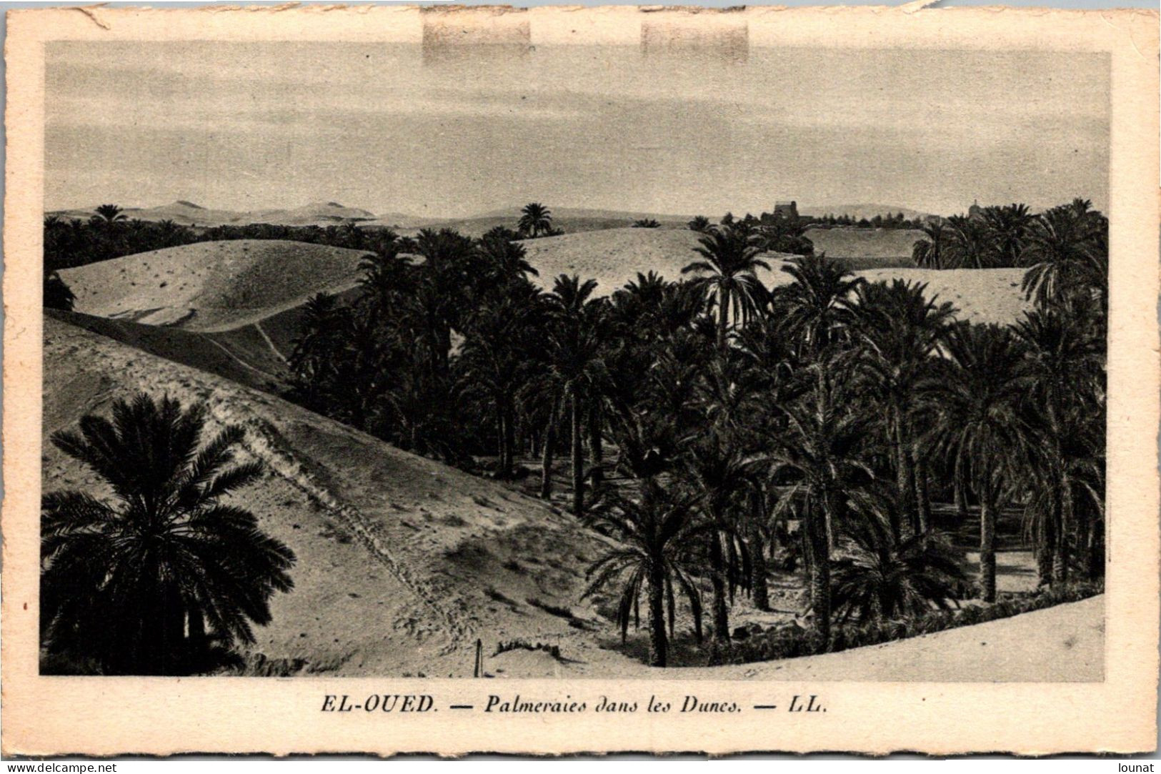 EL OUED - Palmeraie Dans Les Dunes - El-Oued
