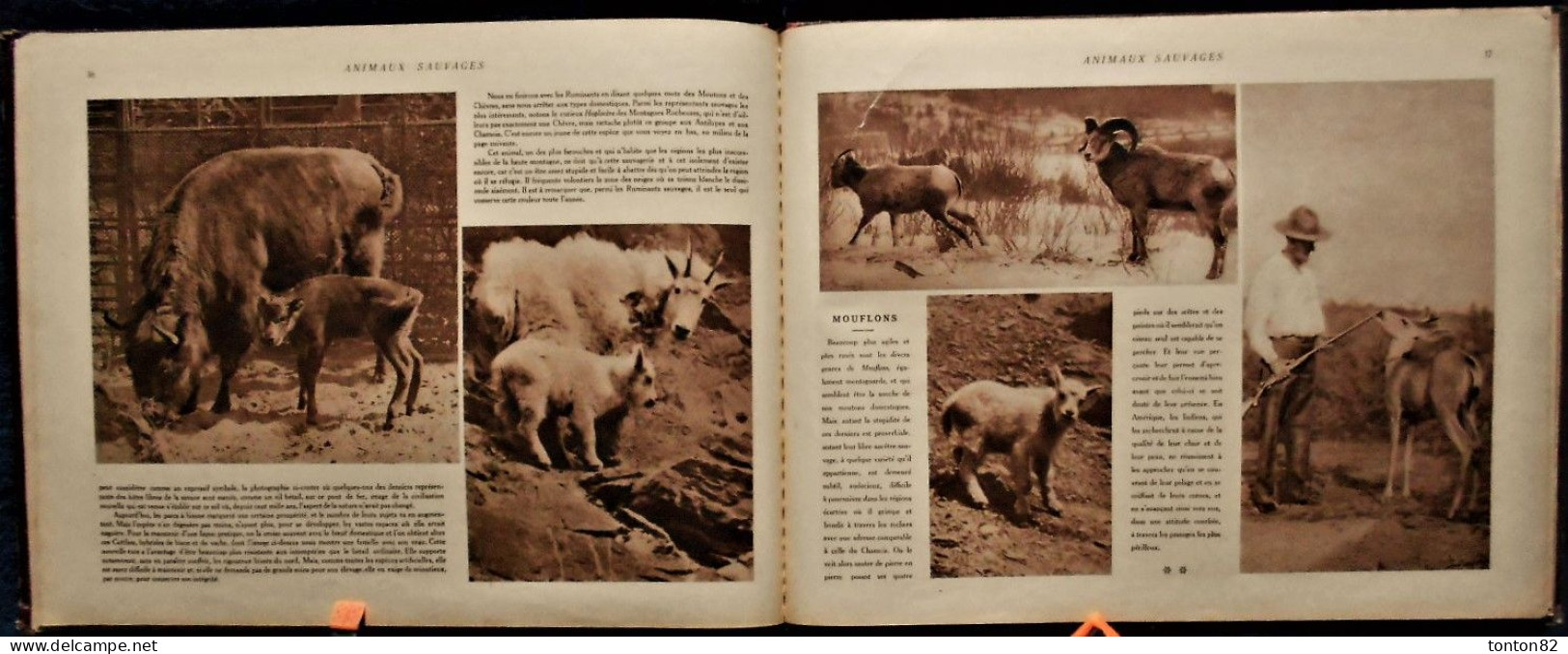 Le Jardin Zoologique - ANIMAUX SAUVAGES - Société Parisienne d'édition .