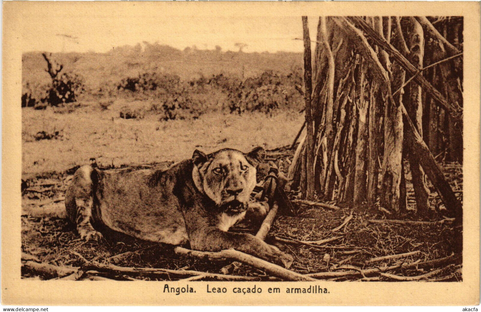 PC CPA ANGOLA / PORTUGAL, LEAO CACADO EM ARMADILHA, Vintage Postcard (b21627) - Angola