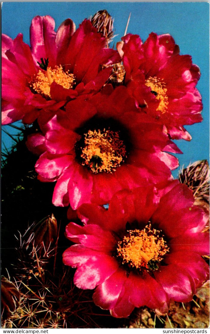 Blooming Fendler Hedgehog Cactus - Cactus