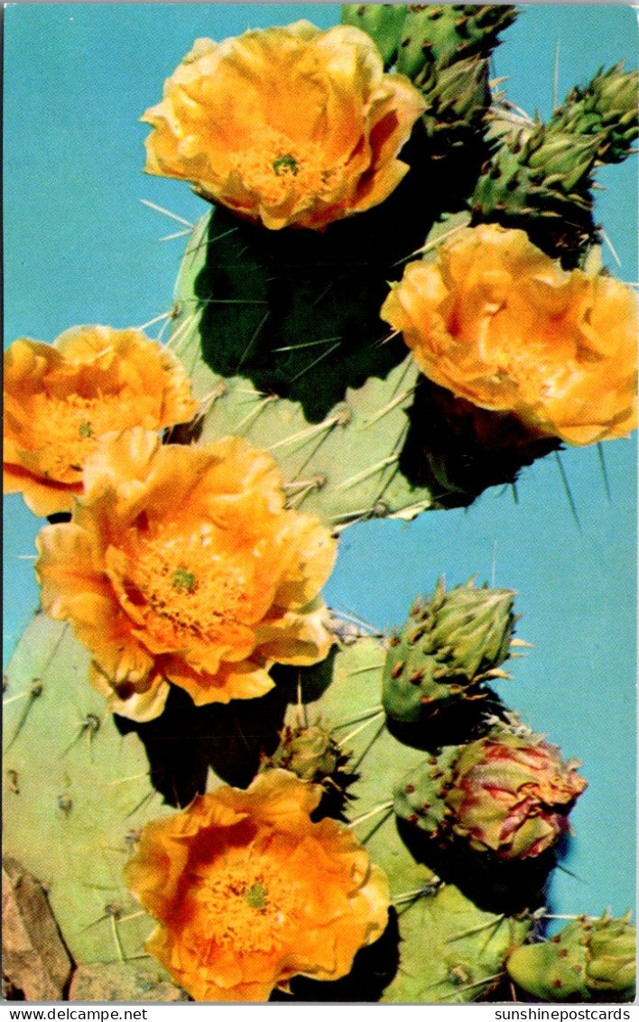 Blooming Prickly Pear Cactus - Cactusses