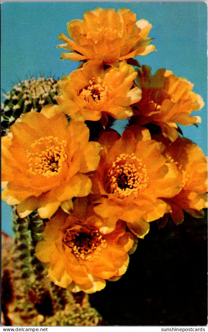 Blooming Golden Lily Cactus - Cactus