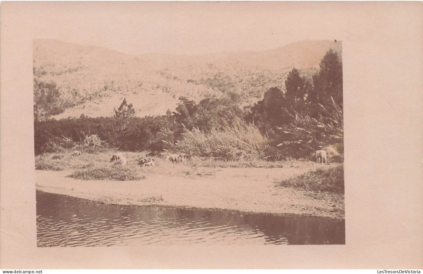 Nouvelle Calédonie - Nouméa - Carte Photo - Vaches Au Bord De L'eau - Carte Postale Ancienne - Nieuw-Caledonië