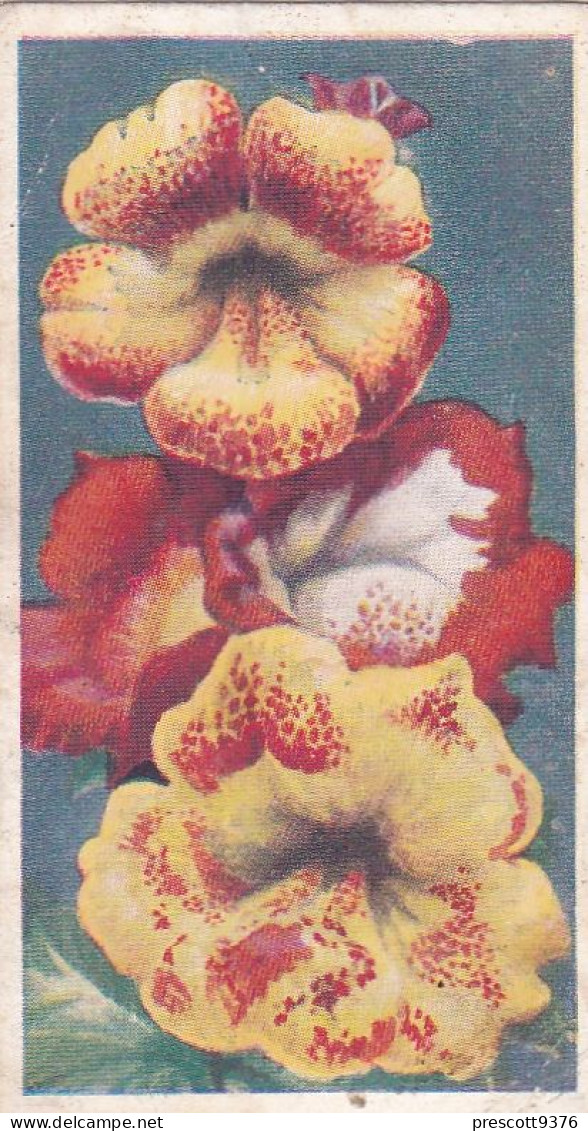 28 Mimulus  - Annuals 1939 - Godfrey Phillips Cigarette Card - Original - Phillips / BDV