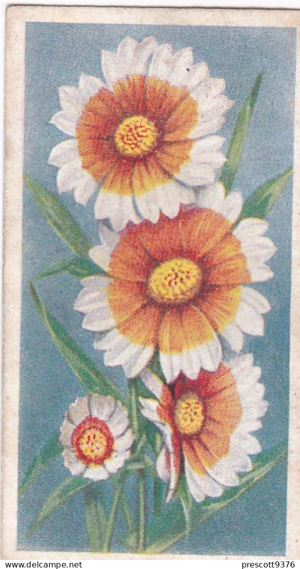 22 Lavia  - Annuals 1939 - Godfrey Phillips Cigarette Card - Original - Phillips / BDV