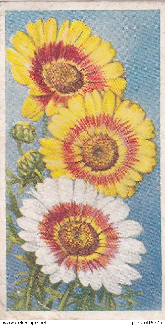 8 Chrysanthemum  - Annuals 1939 - Godfrey Phillips Cigarette Card - Original - Phillips / BDV