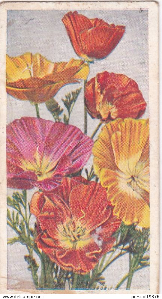 15 Eschscholtzia - Annuals 1939 - Godfrey Phillips Cigarette Card - Original - Phillips / BDV