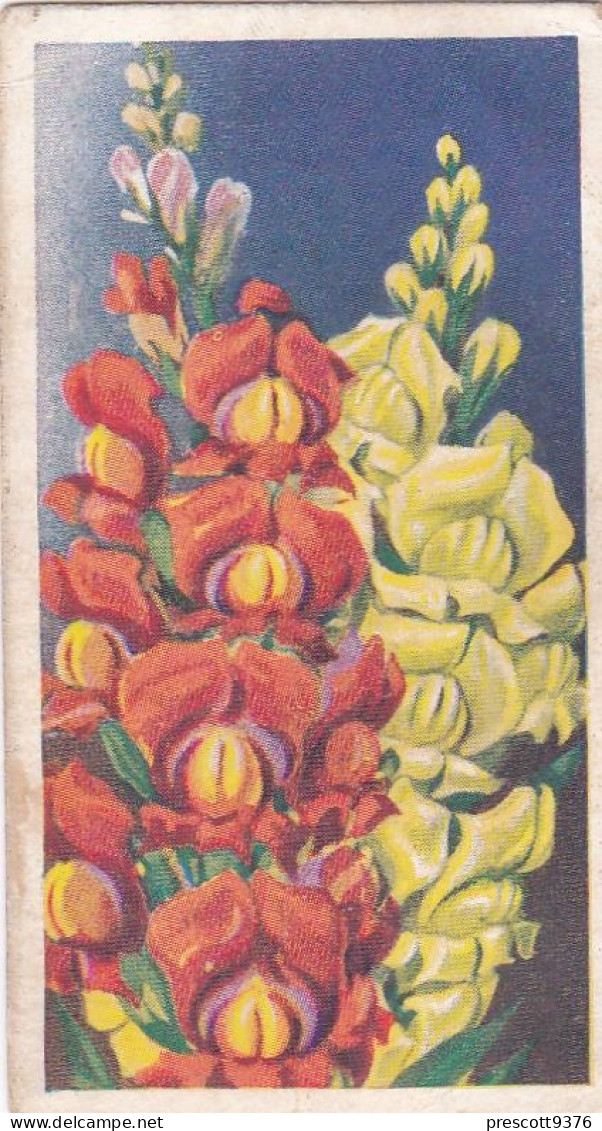 3 Antirrhinum - Annuals 1939 - Godfrey Phillips Cigarette Card - Original - Phillips / BDV