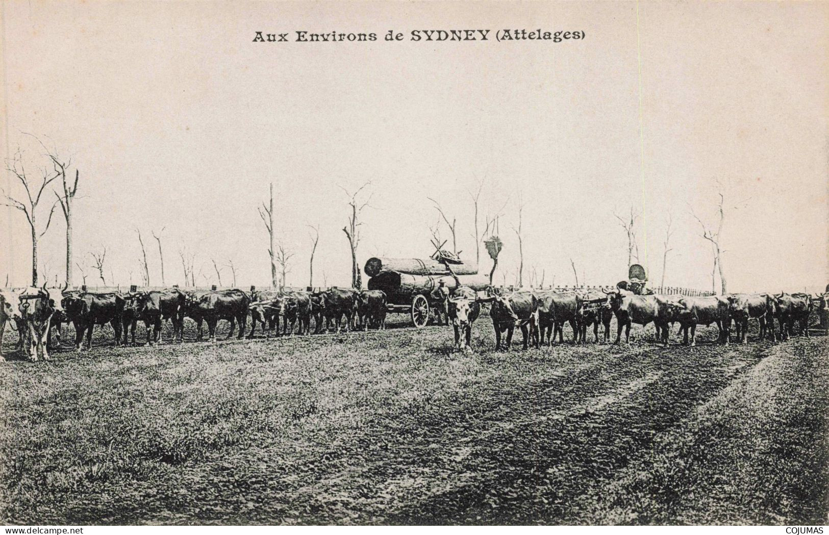 AUSTRALIE - S13925 - Aux Environs De Sydney - Attelages - Agriculture- L23 - Other & Unclassified
