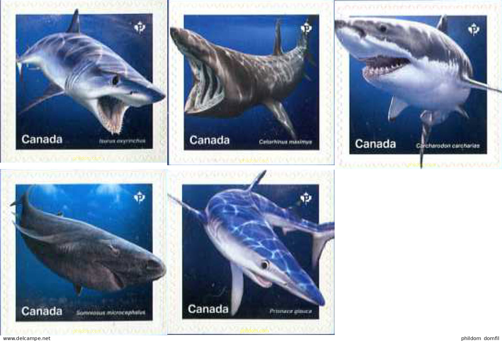 615724 MNH CANADA 2018 FAUNA MARINA - Otros & Sin Clasificación