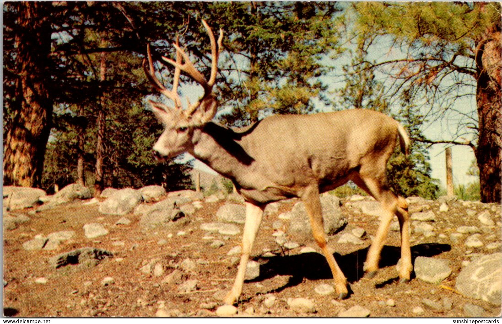 Canada Kamloops Wildlife Park Deer - Kamloops