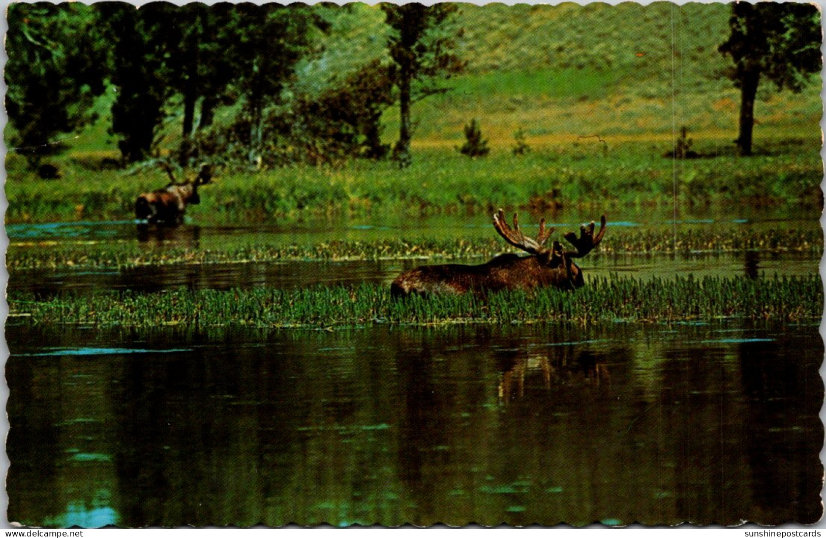 Canada Bull Moose Monarch Of The Forest Feeding At Lake's Edge - Cartes Modernes