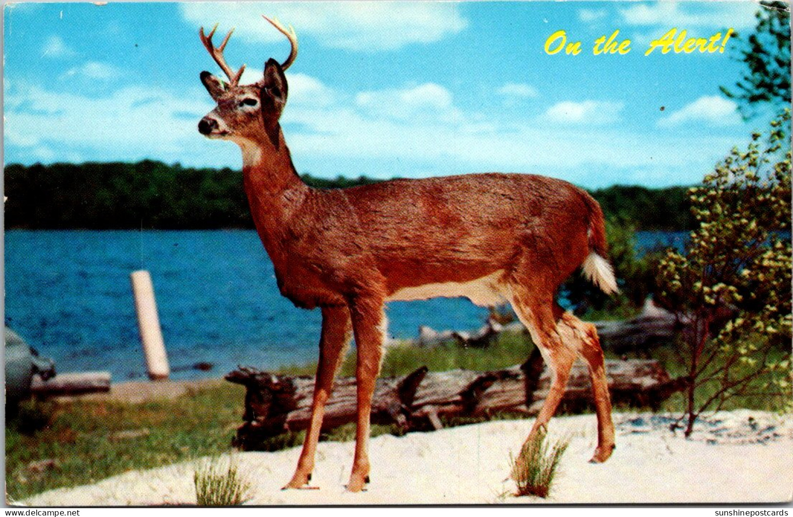 Canada Deer Buck On The Alert - Cartes Modernes