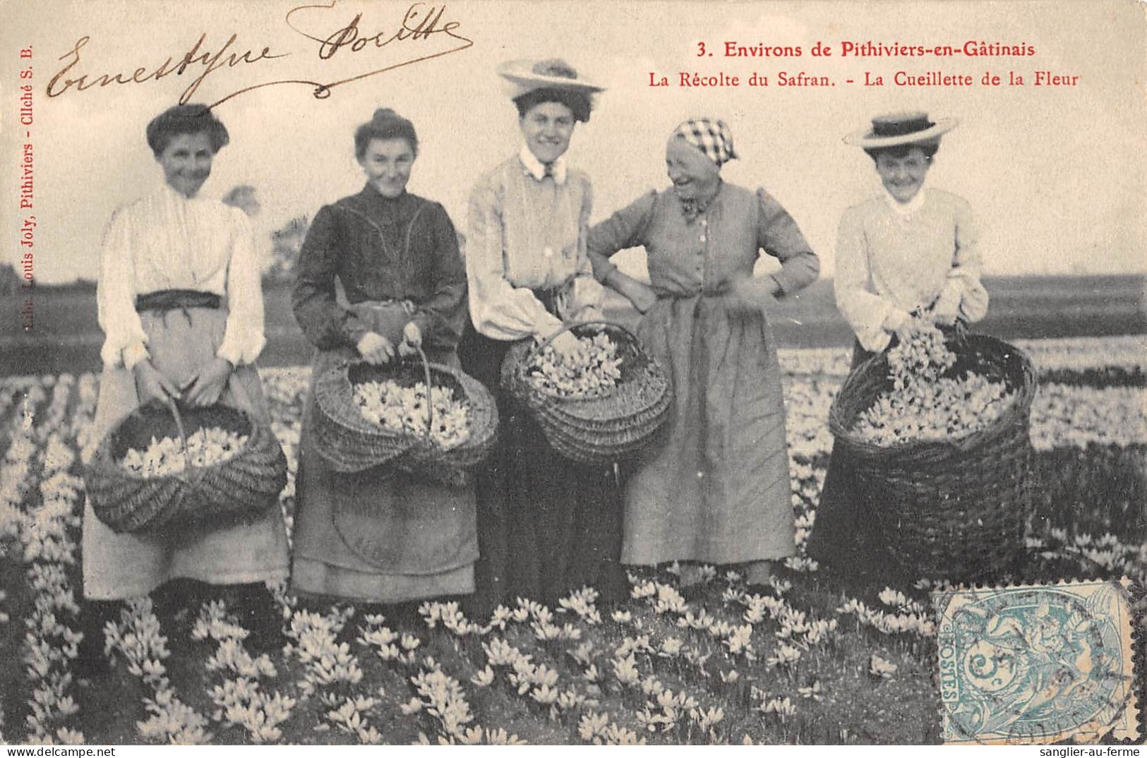 CPA 45 LES ENVIRONS DE PITHIVIERS EN GATINAIS LA RECOLTE DU SAFRAN LA CUEILLETTE DE LA FLEUR - Sonstige & Ohne Zuordnung