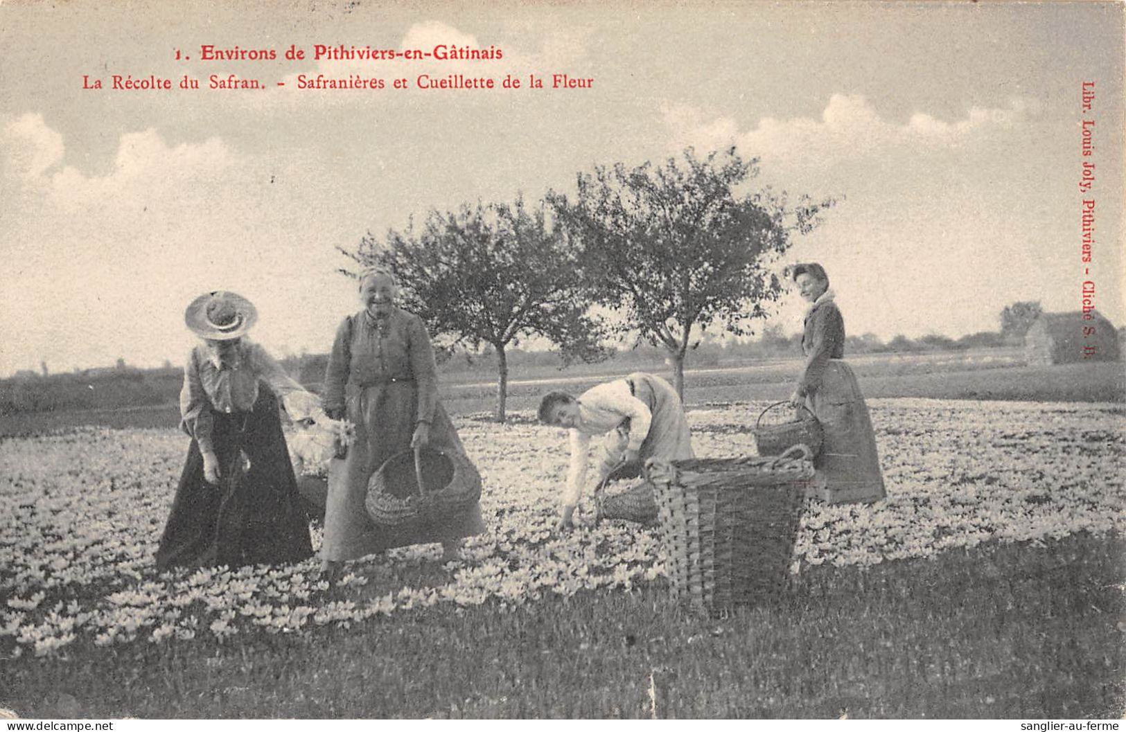 CPA 45 LES ENVIRONS DE PITHIVIERS EN GATINAIS LA RECOLTE DU SAFRAN SAFRANIERES ET CUEILLETTE DE LA FLEUR - Altri & Non Classificati