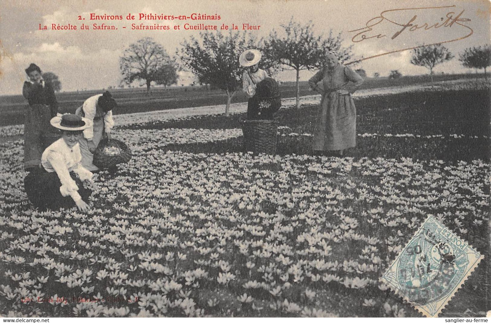 CPA 45 ENVIRONS DE PITHIVIERS EN GATINAIS LA RECOLTE DU SAFRAN SAFRANIERES ET CUEILLETTE DE LA FLEUR - Altri & Non Classificati