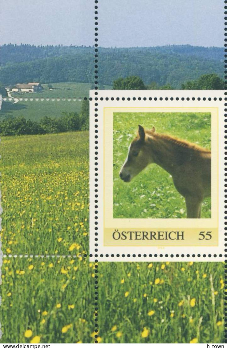622  Poulain: Timbre Personnalisé D'Autriche - Foal Personalized Stamp From An Animal Protection Carnet. Horse Cheval - Chevaux