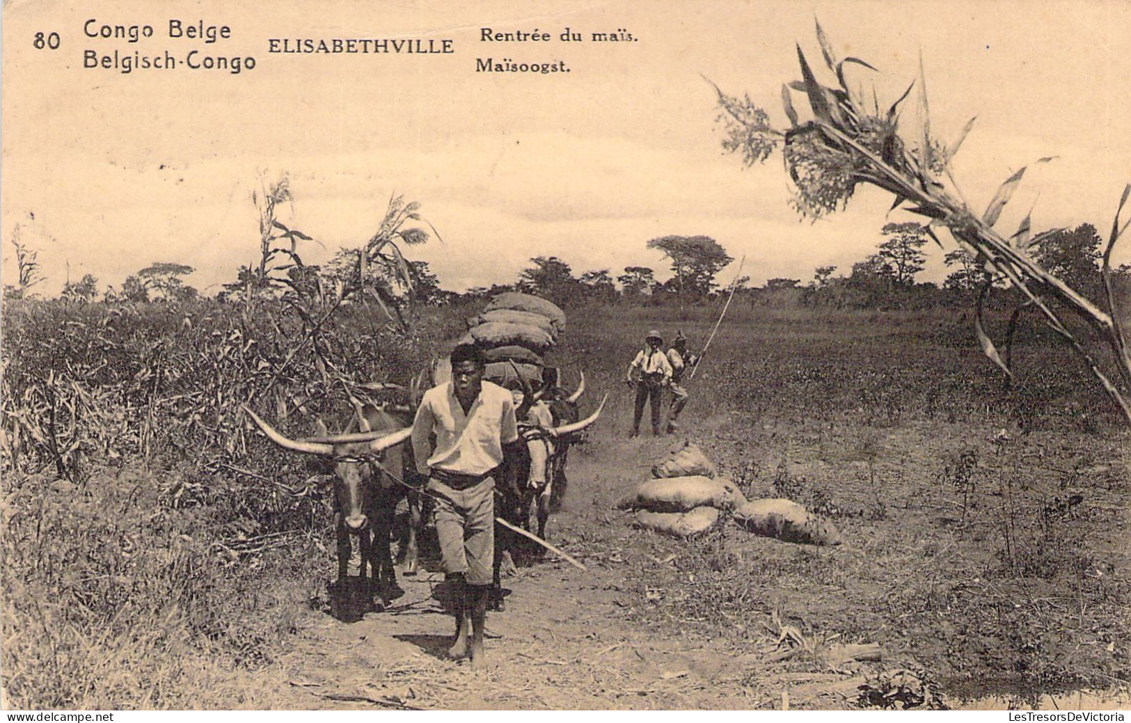 CONGO - ELISABETHVILLE - Rentrée Du Maïs - Carte Postale Ancienne - Andere & Zonder Classificatie