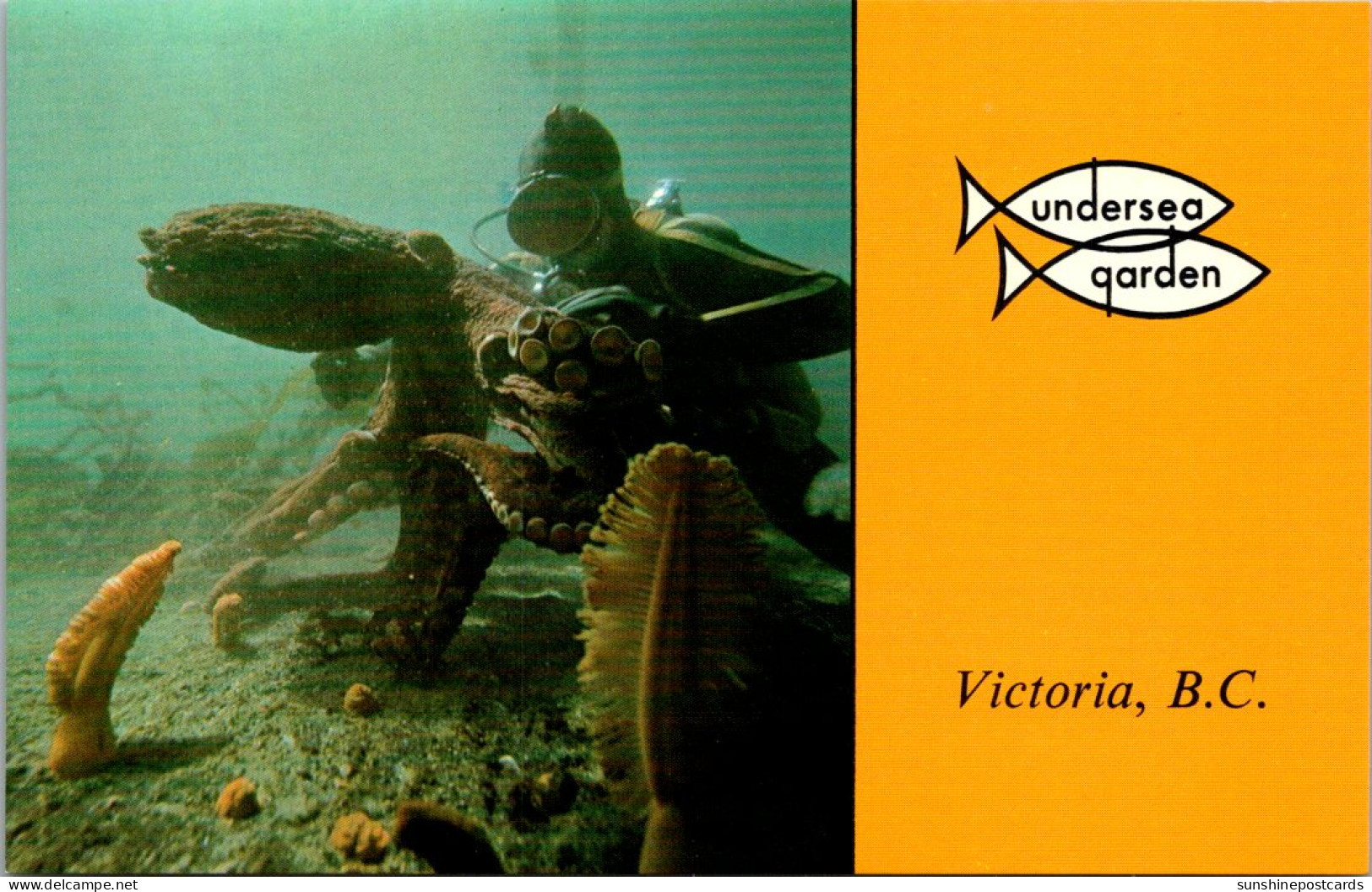 Canada Victoria Oak Bay Marina Undersea Gardens Skin Diver And Giant Octopus - Victoria