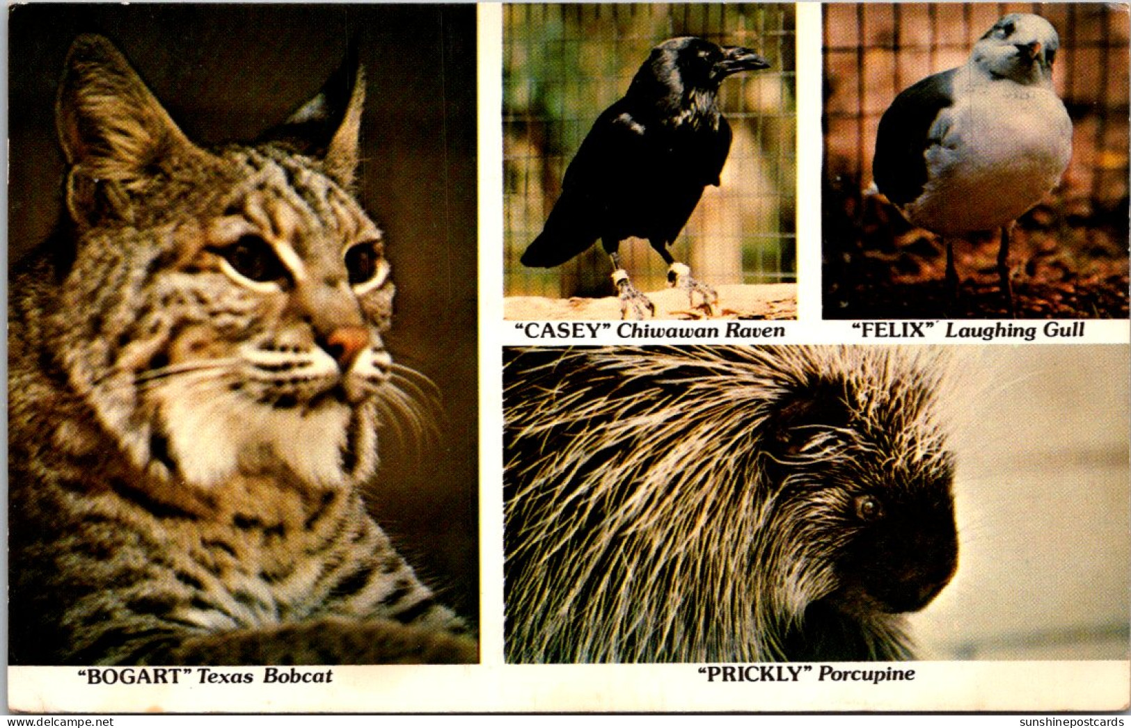 Texas Austin Animals Texas Bobcat Chiwawan Raven Laughing Gull And Porcupine 1997 - Austin