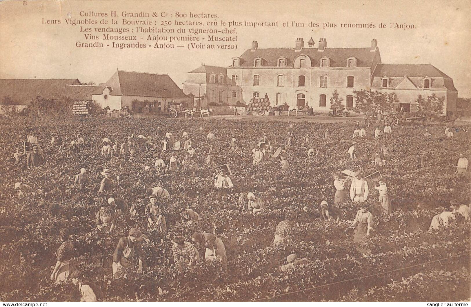 CPA 49 CULTURES H.GRANDIN VIGNOBLES LES VENDANGES GRANDIN INGRANDES ANJOU - Andere & Zonder Classificatie