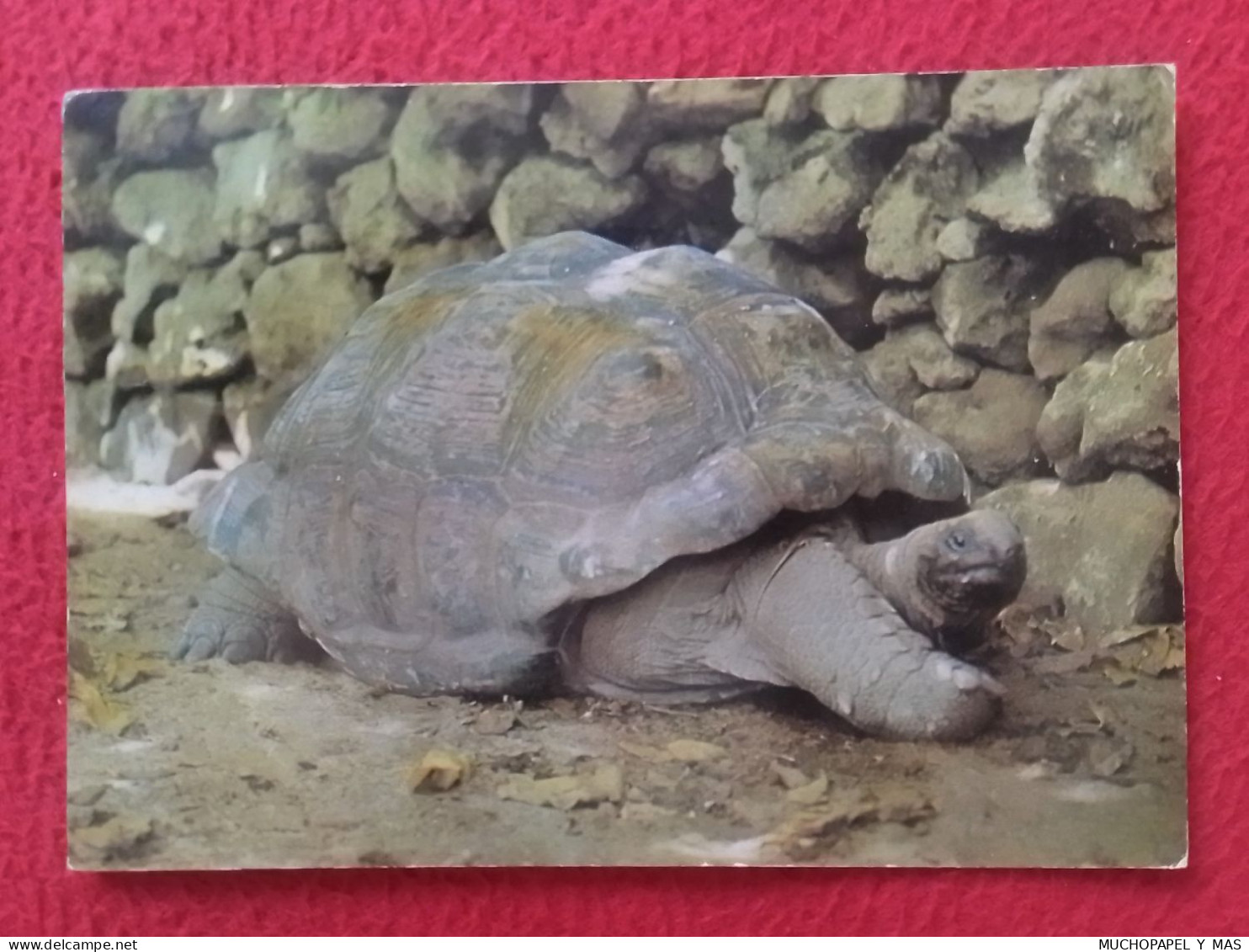 POSTAL POST CARD TORTUGA GIGANTE EN LA ISLA COUSIN ISLAND SEYCHELLES A GIANT TORTOISE..TORTUE..POSTKARTE CARTE POSTALE.. - Turtles