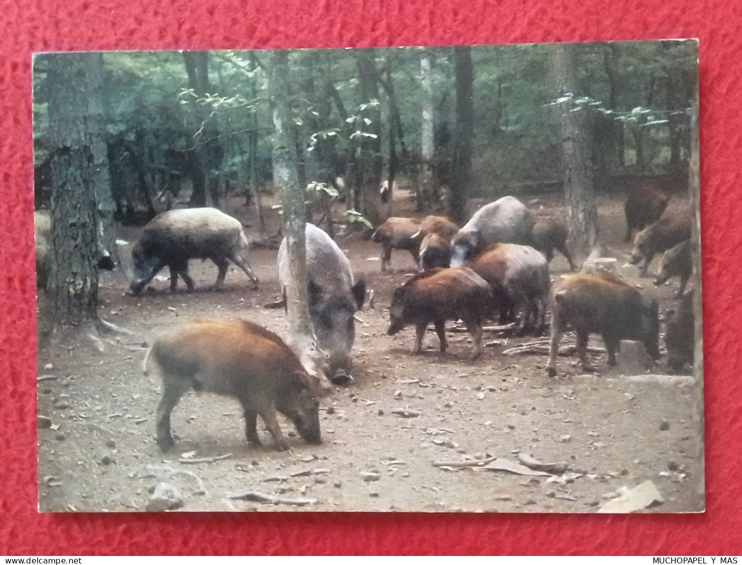 POSTAL POST CARD GIBIERS DE NOS ARDENNES LAS ARDENAS WILD BOARS JABALÍES SANGLIERS CARTE POSTALE...WILDSCHWEIN CARTOLINA - Turtles