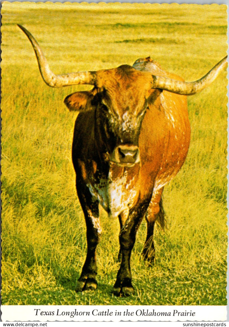 Oklahoma Teaxs Longhorn Cattle In The Oklahoma Prairie - Autres & Non Classés