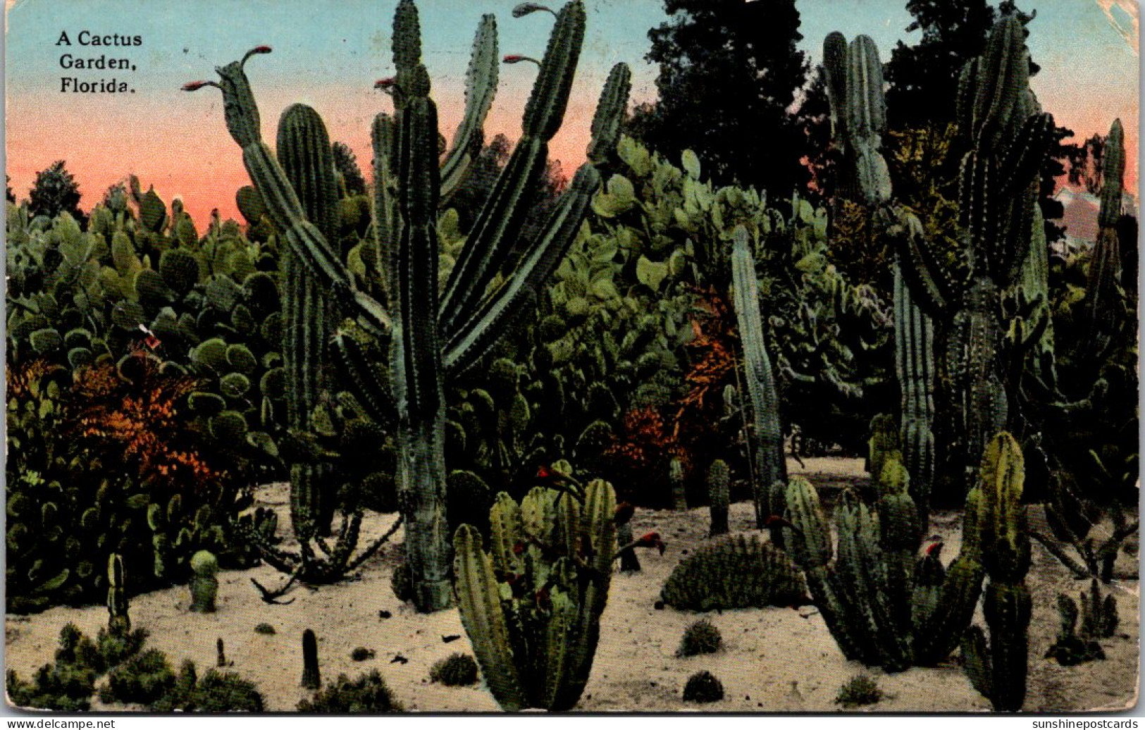 Florida A Cactus Garden 1916 - Jacksonville