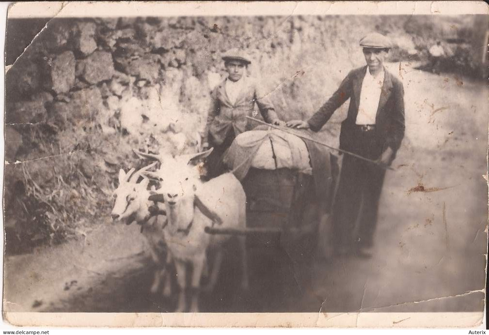 Acores Carte-photo Attelage De Chevres Cabras Goat - Açores