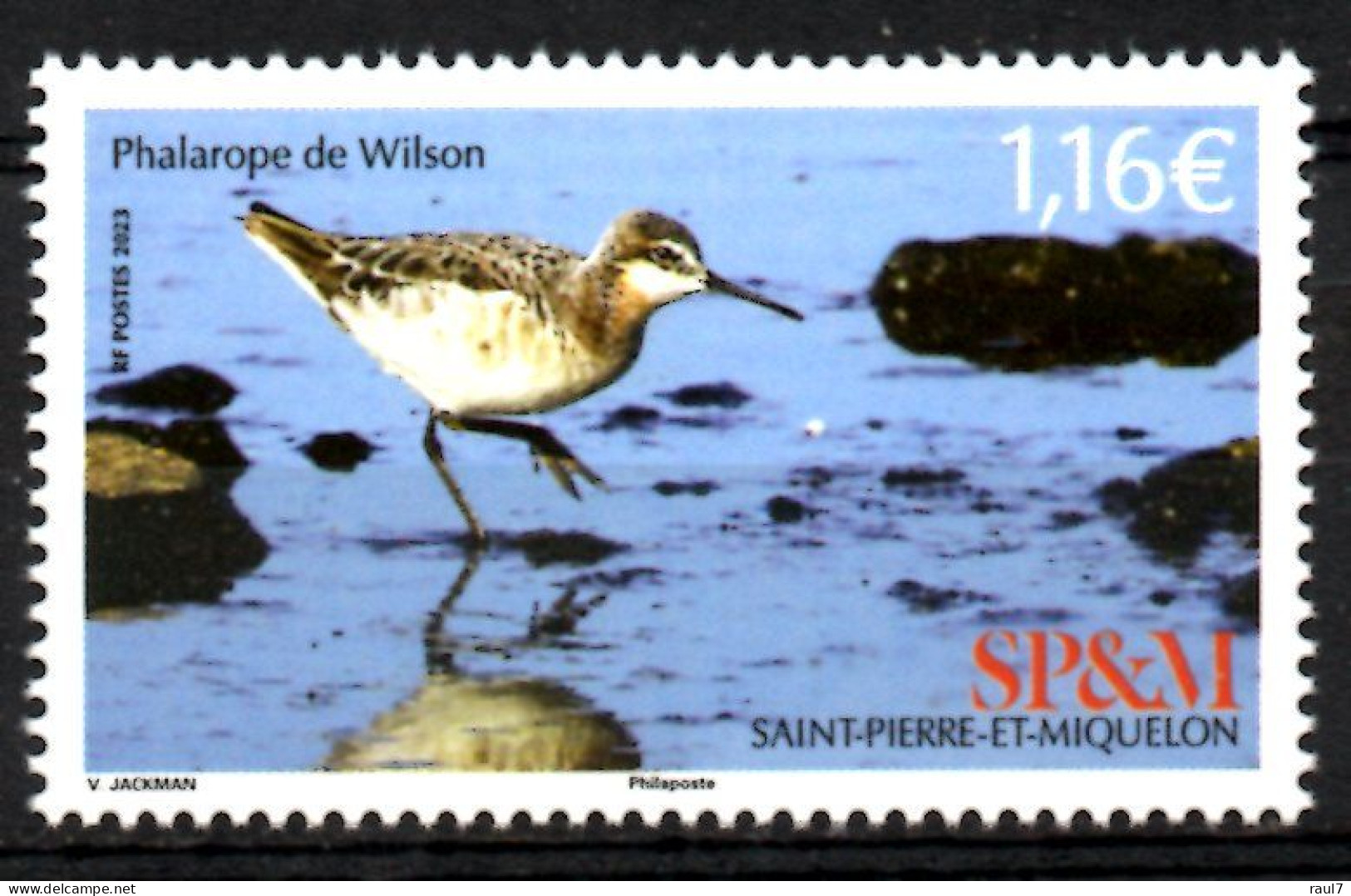 St Pierre Et Miquelon 2023 - Oiseaux, Phalarope De Wilson - 1 Val Neuf // Mnh - Neufs