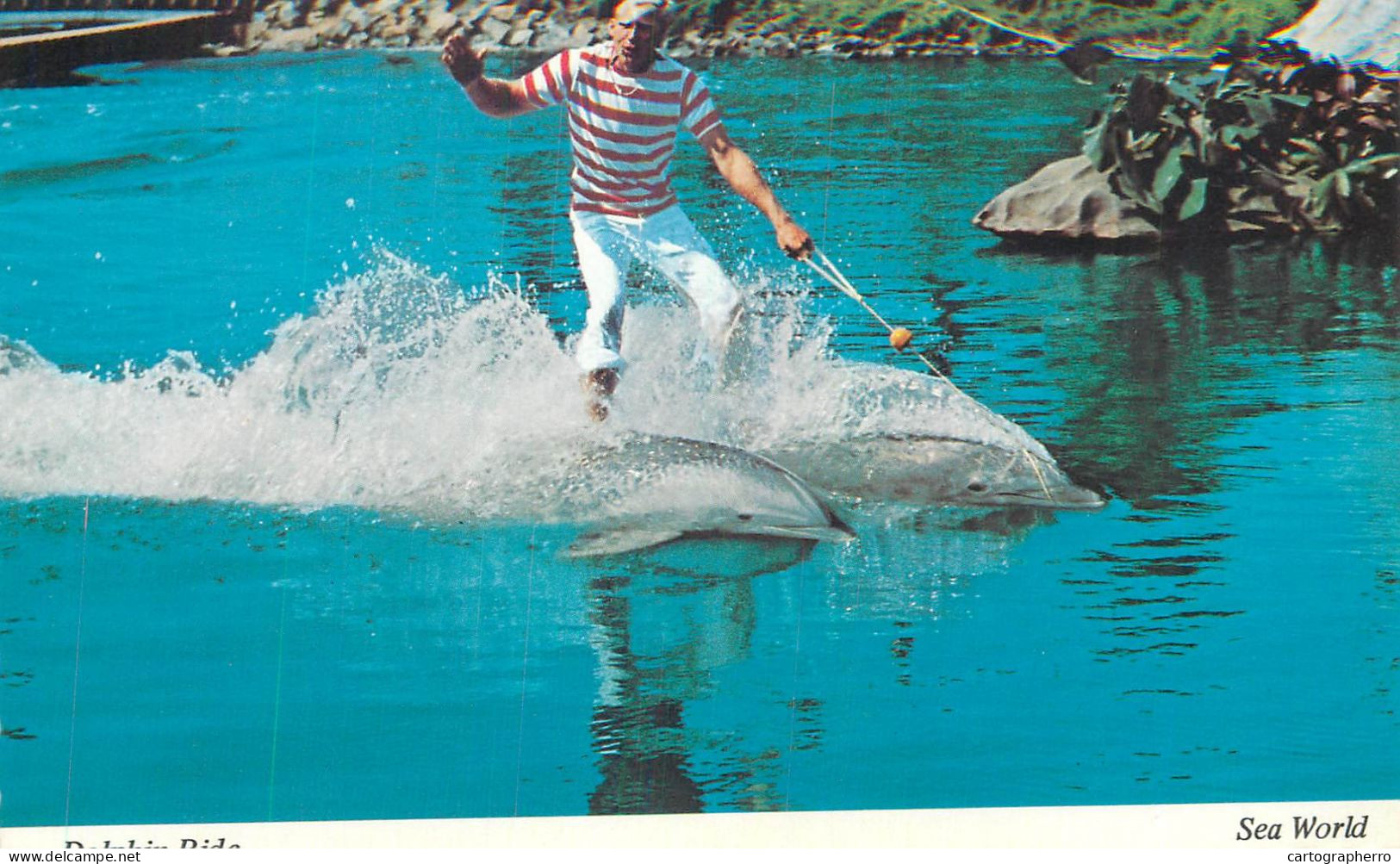 Postcard United States > CA - California San Diego Dolphin Tamer - San Diego
