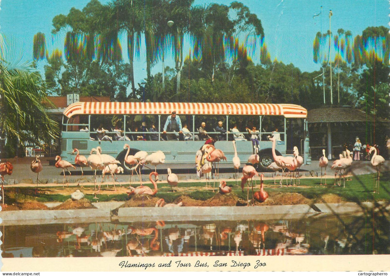 Postcard United States > CA - California > San Diego Zoo Flamingos - San Diego