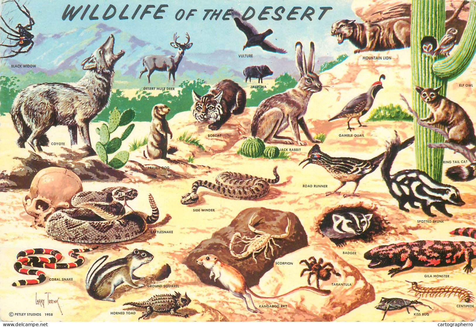 Postcard United States > AZ - Arizona > Phoenix Wild Life In Southwestern Desert - Phönix