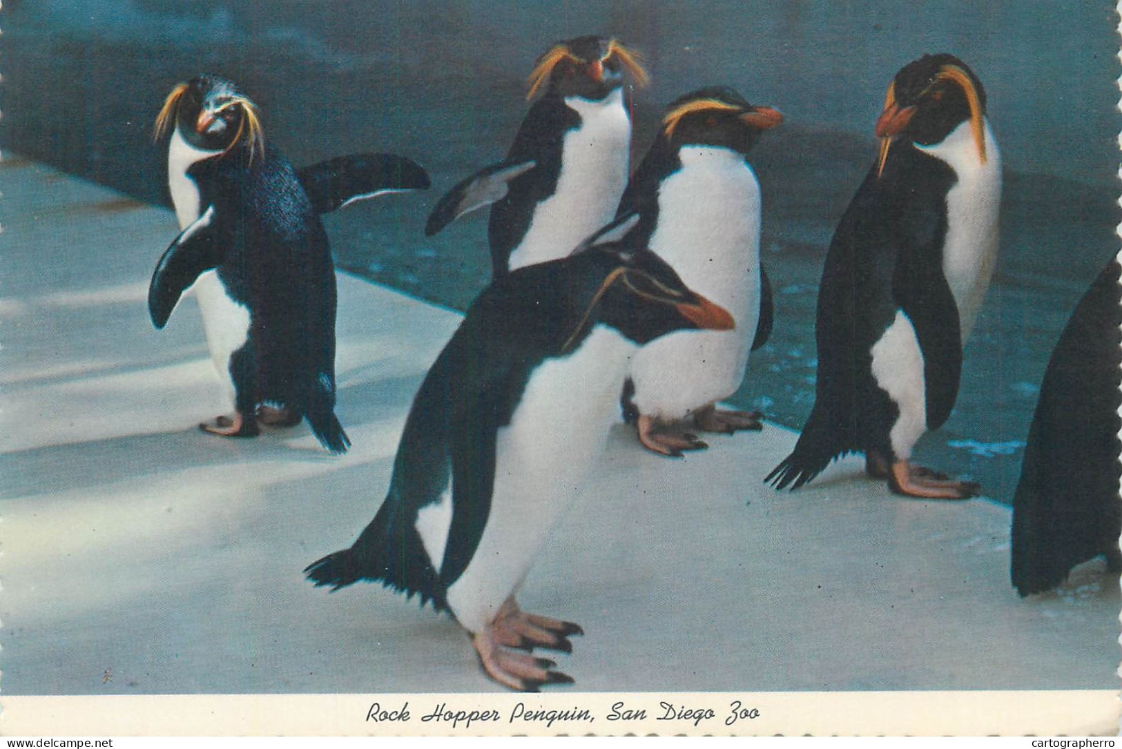 Postcard United States > CA - California > San Diego Zoo Rock Hopper Penguin - San Diego