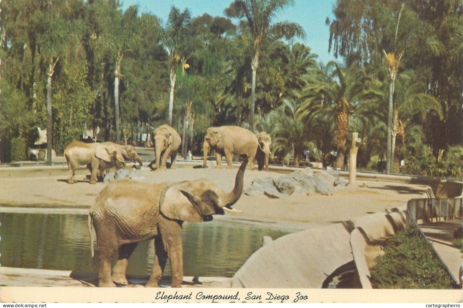 Postcard United States > CA - California > San Diego Zoo Elephant Compound - San Diego