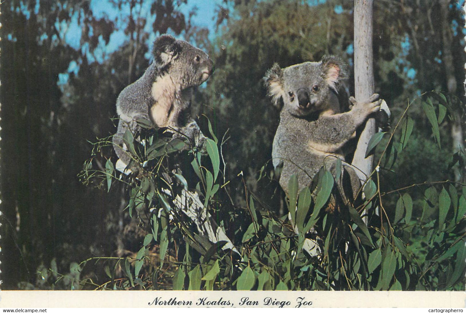 Postcard United States > CA - California > San Diego Zoo Northern Koalas - San Diego