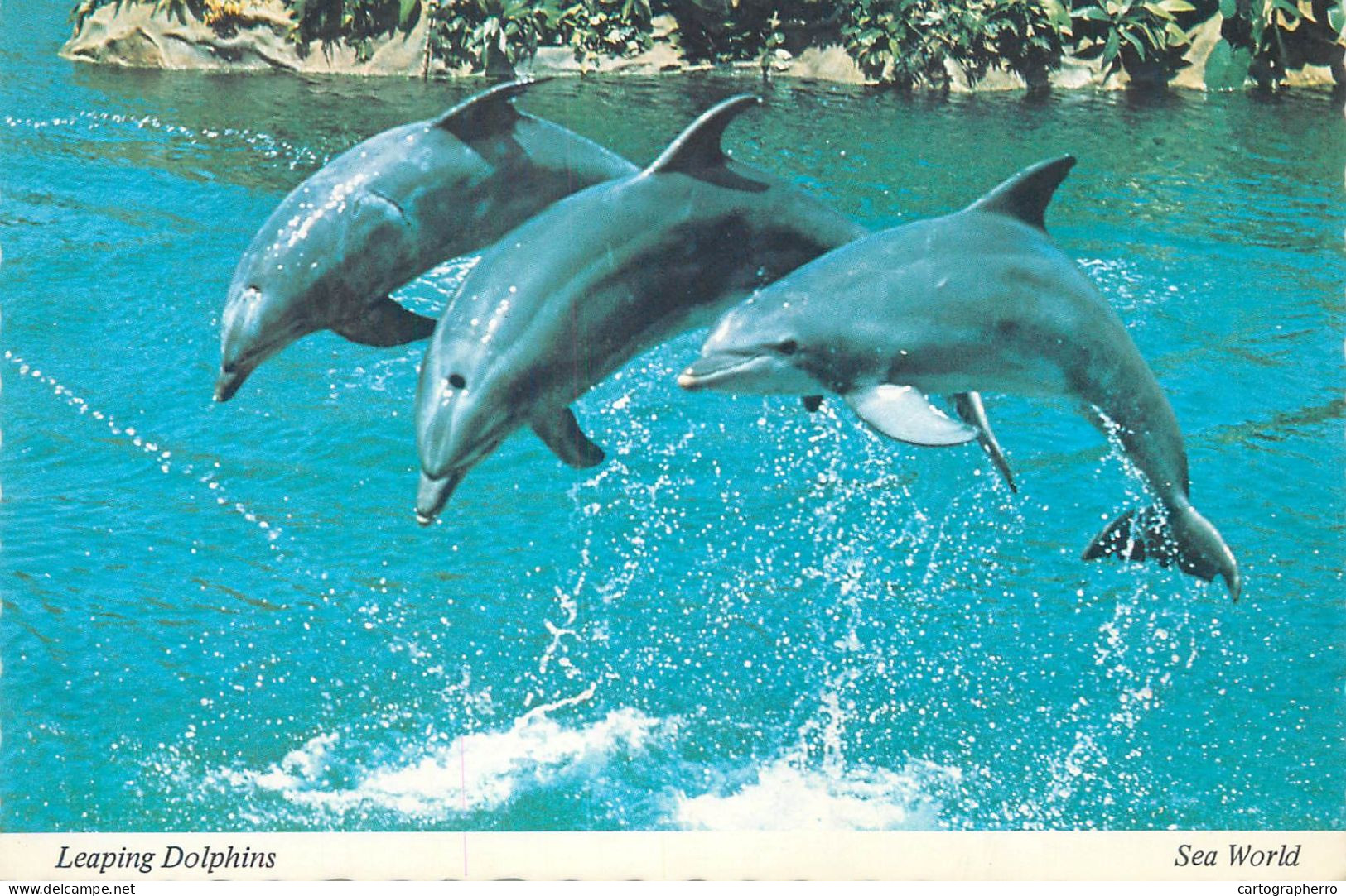 Postcard United States > CA - California > San Diego Sea World Leaping Dolphins - San Diego