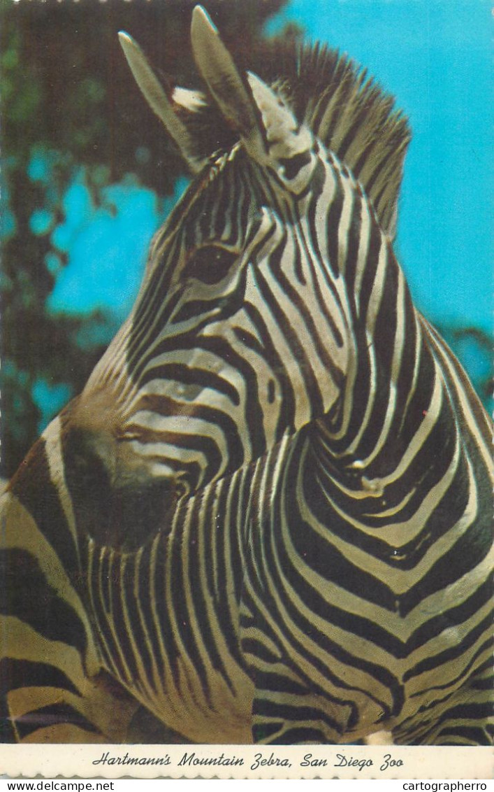 Postcard United States > CA - California > San Diego Zoo Hartmann's Mountain Zebra - San Diego