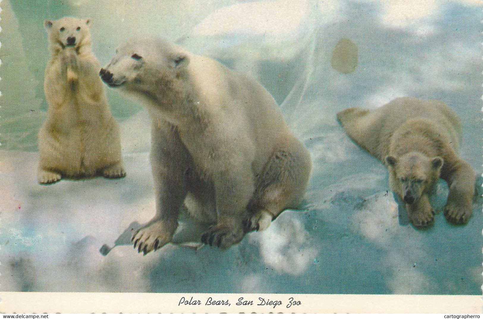 Postcard United States > CA - California > San Diego Zoo Polar Bears - San Diego