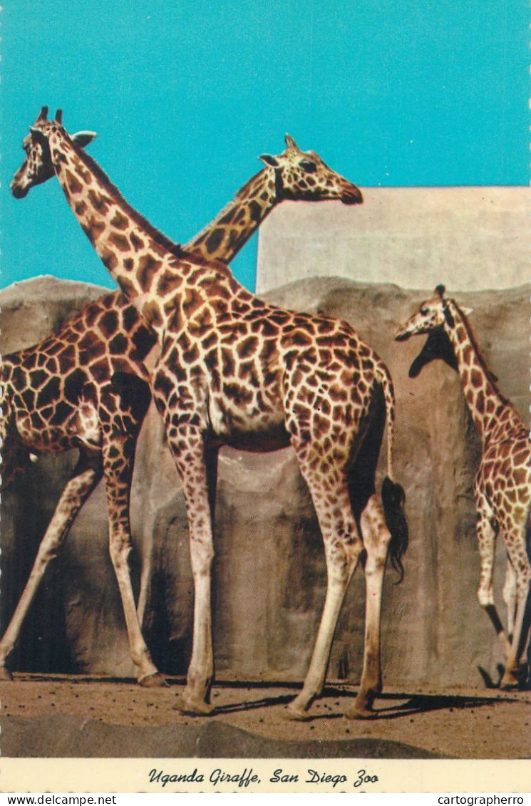 Postcard United States > CA - California > San Diego Zoo Uganda Giraffe - San Diego