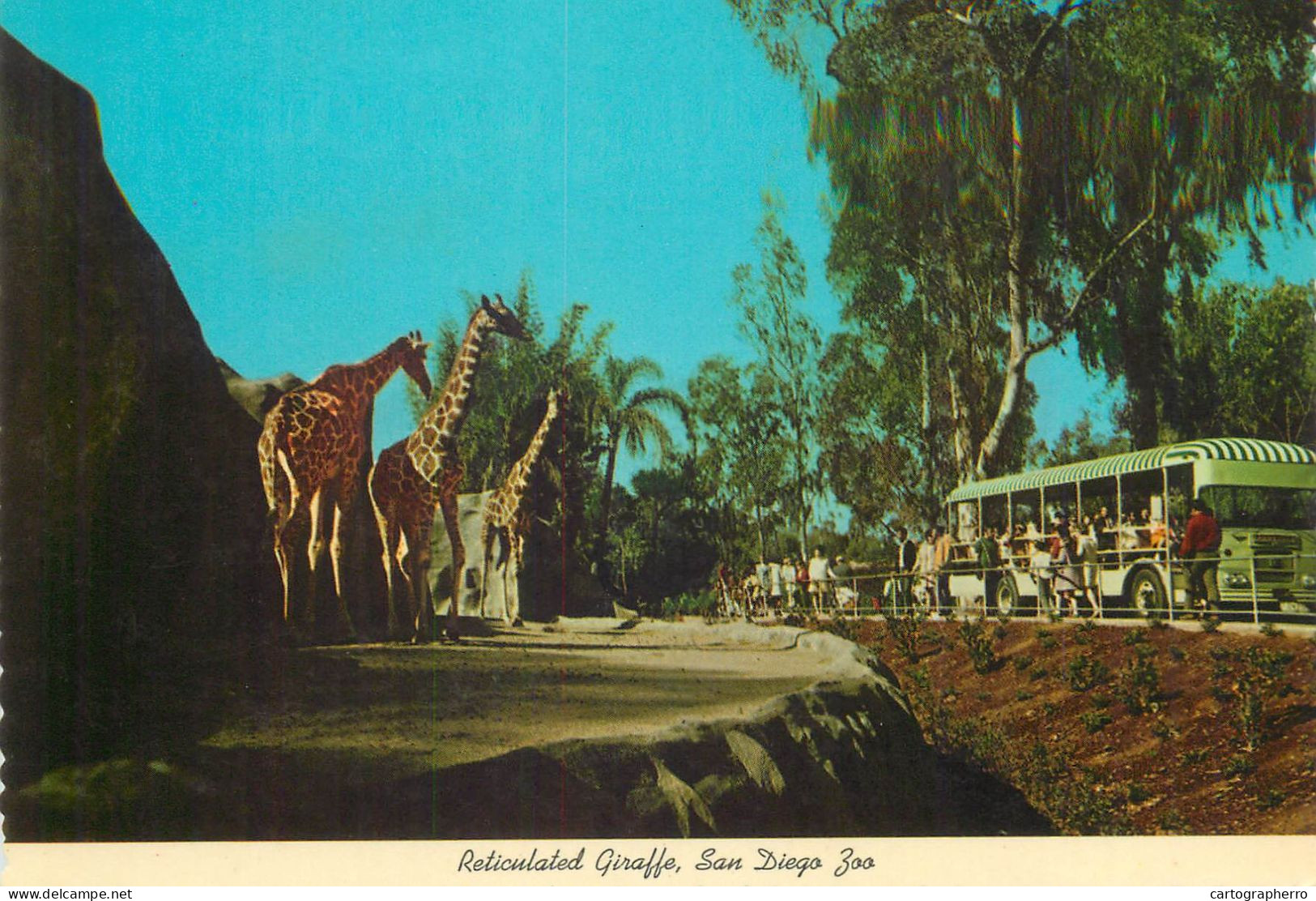 Postcard United States > CA - California > San Diego Reticulated Giraffe - San Diego