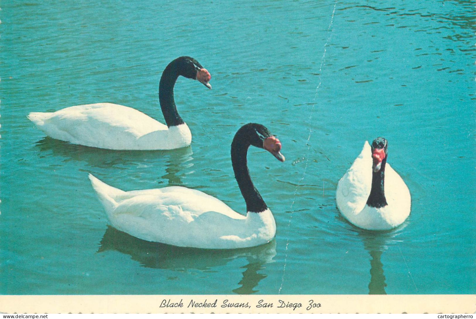 Postcard United States > CA - California > San Diego Zoo Black Necked Swans South America - San Diego