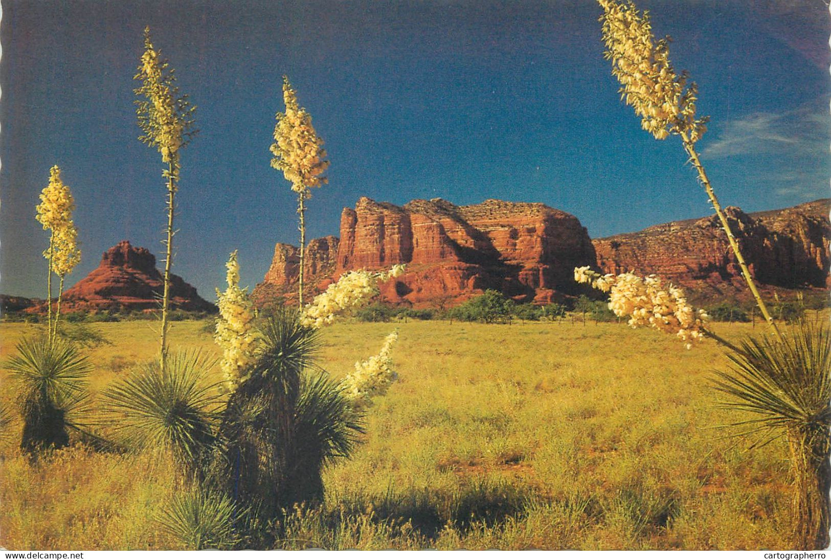 Postcard United States AZ - Arizona > Phoenix Yucca Spanish Bayonet - Phoenix