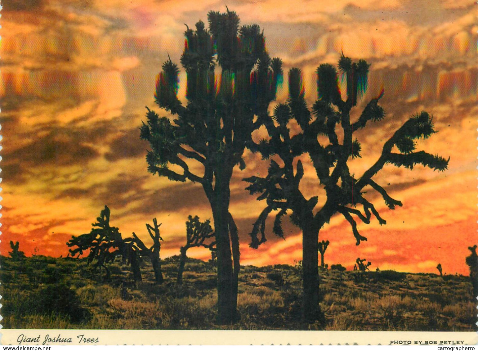 Postcard United States AZ - Arizona > Phoenix Giant Joshua Trees - Phoenix