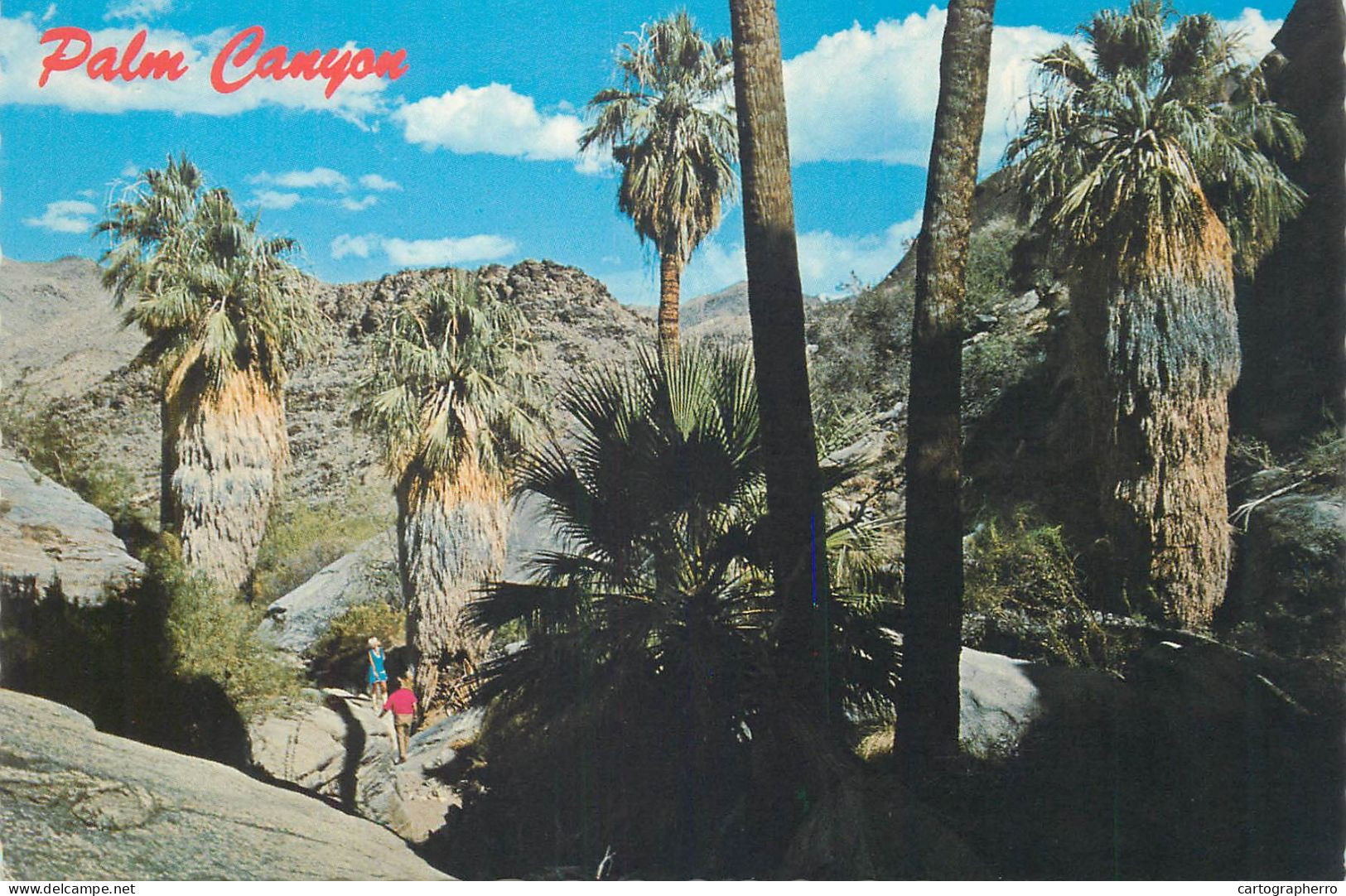 Postcard United States CA - California > Palm Springs Palm Canyon - Palm Springs