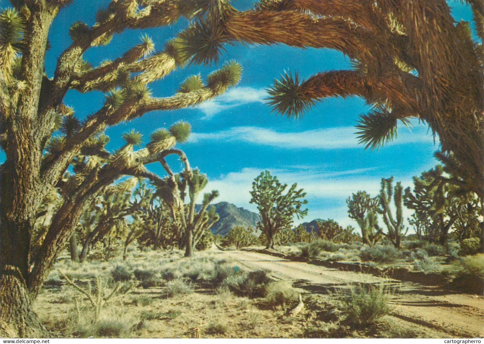 Postcard United States AZ - Arizona > Phoenix Joshua Tree Forest - Phönix