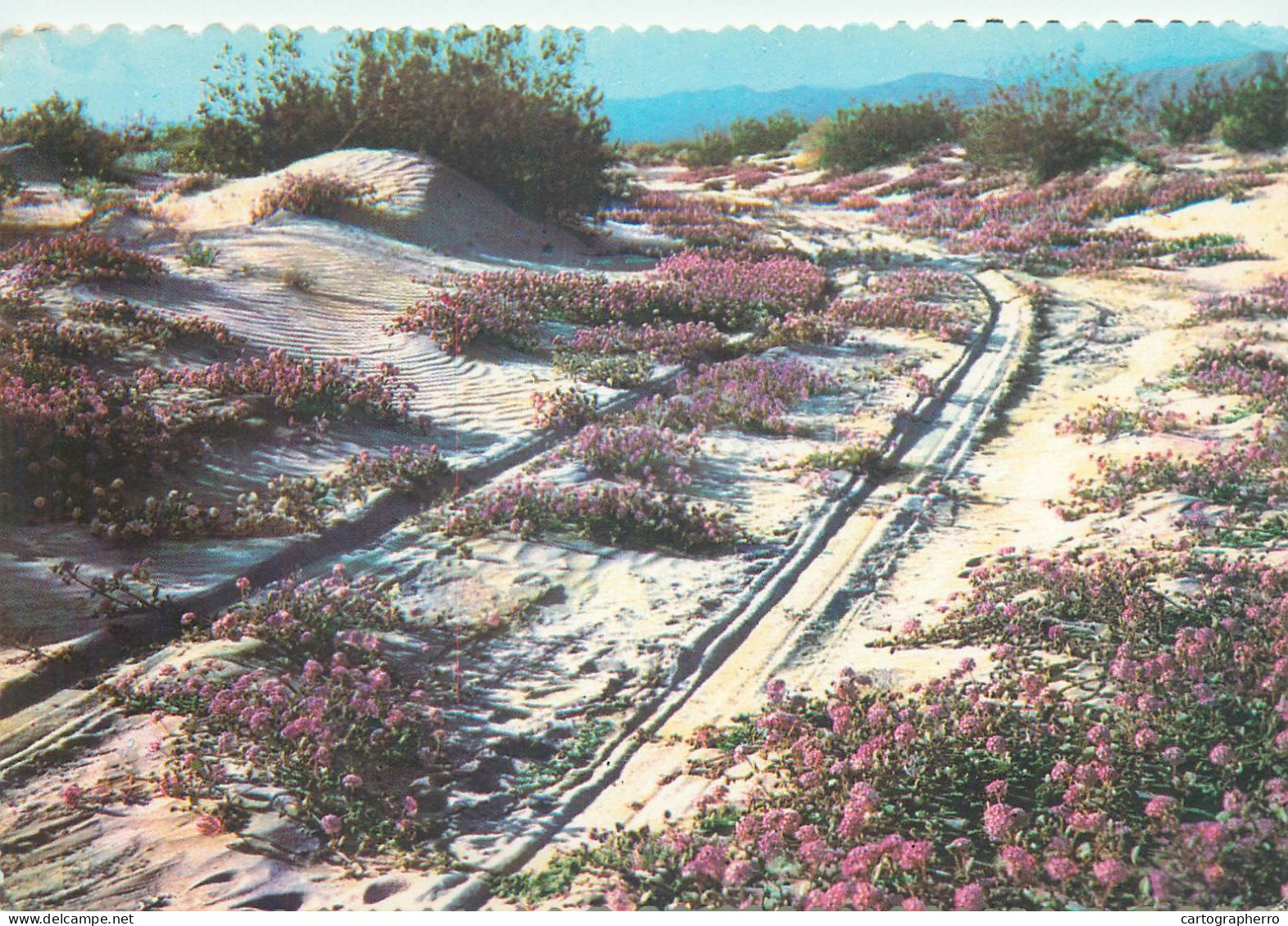 Postcard United States AZ - Arizona > Phoenix Sand Verbenas Blooming - Phönix
